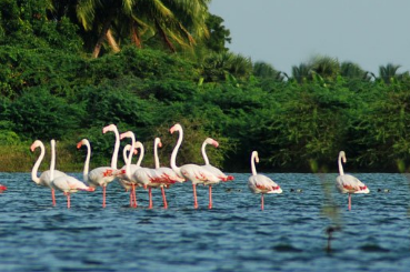 Salim Ali Bird Sanctuary- Birdwatcher’s Paradise