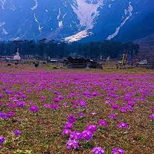 Yumthang Valley – The Valley of Flowers
